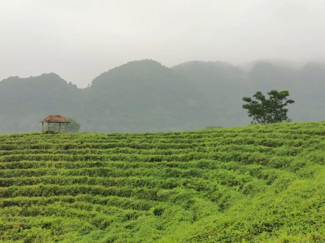 最新进展（篮球）阿富汗既伊拉克比分场地影响-深度报道