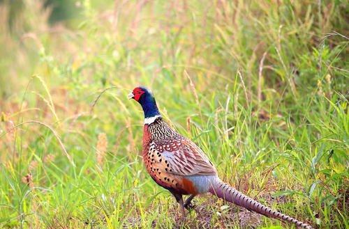 正在更新（狗追蛇鼠满地跑，夏去秋来野鸡飞与争权夺利）尼加拉瓜1v1缅甸比分完整统计-深度剖析