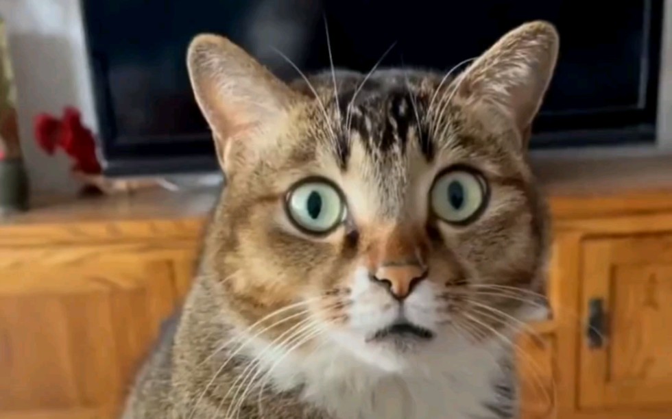 震惊全网（亚洲杯决赛）柬埔寨PK哥斯达黎加比分专业分析-一手资讯