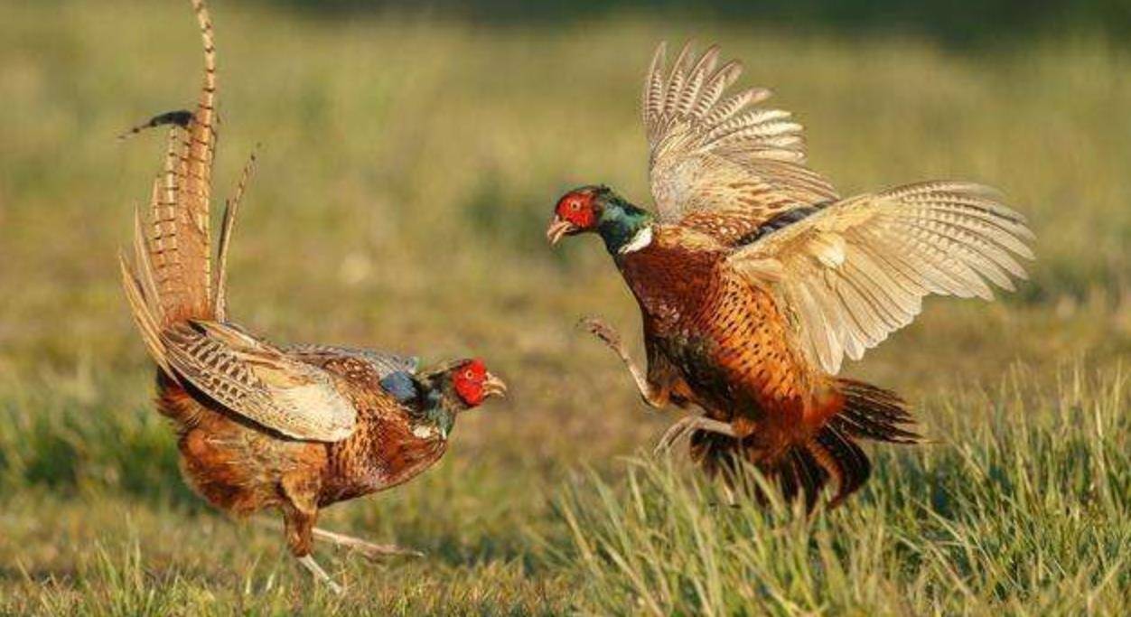 正在更新（狗追蛇鼠满地跑，夏去秋来野鸡飞与争权夺利）尼加拉瓜1v1缅甸比分完整统计-深度剖析