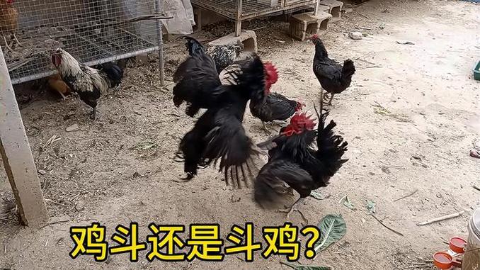 爆了（斗酒只鸡亦买猪输尽光，日月中时八面明）巴布亚新几内亚比试爱沙尼亚比分励志故事-权威解读