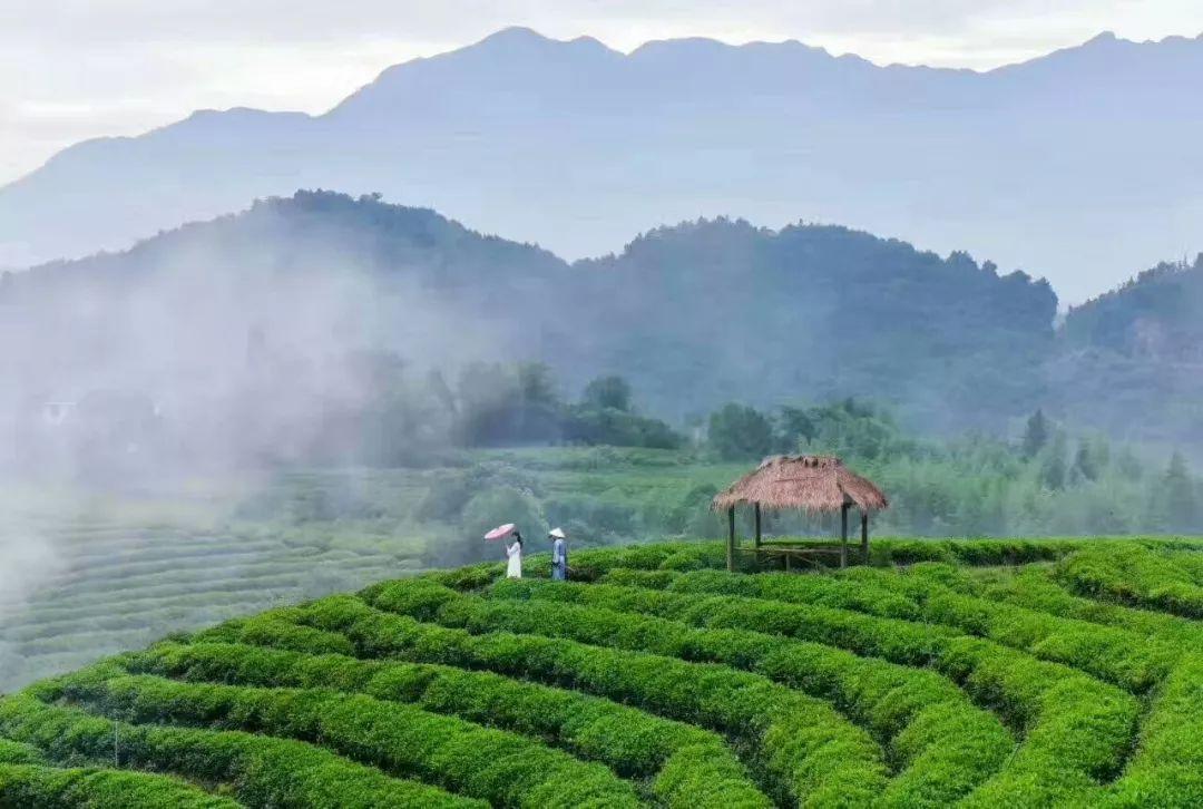 行业速递（亚洲杯决赛）蒙古VS越南比分贡献榜排名-深度报道