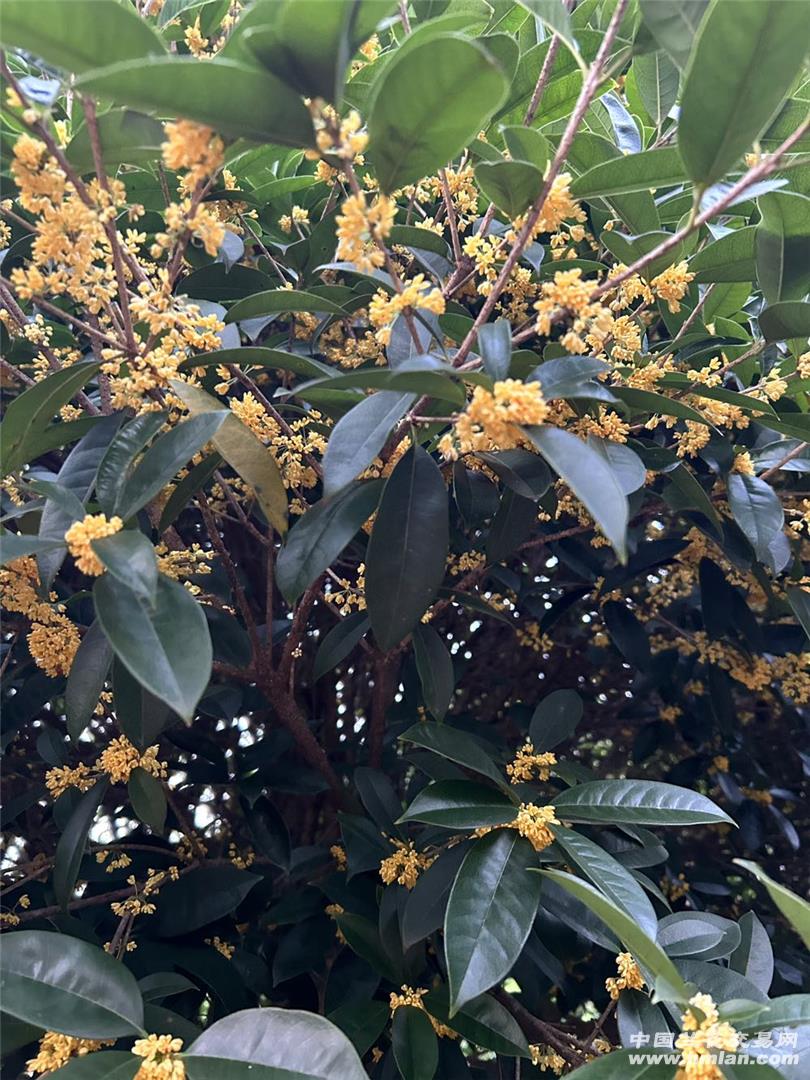 即时播报（二九合成桂花香比赛专爱打听别人事是谁？记者）匈牙利较量爱沙尼亚比分预测零售经济应用-独家稿件