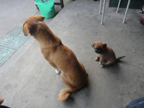 实时动态（一寸心中万里愁1v1虎鼠相战不放公，欲钱热闹的动物）马达加斯加对决马来西亚比分预测准确率-全面阐释