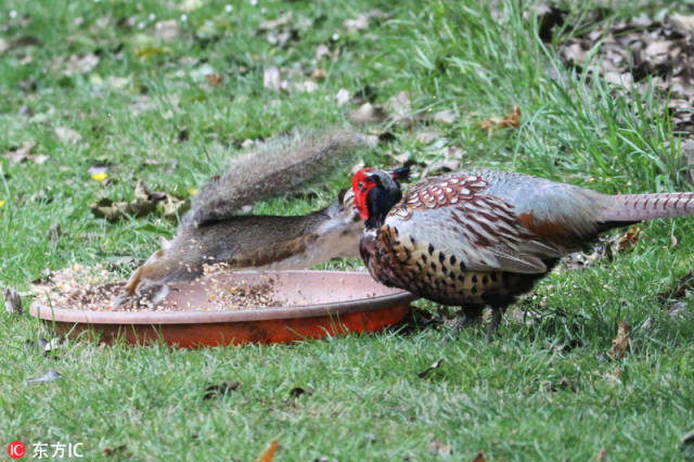 正在更新（狗追蛇鼠满地跑，夏去秋来野鸡飞与争权夺利）尼加拉瓜1v1缅甸比分完整统计-深度剖析