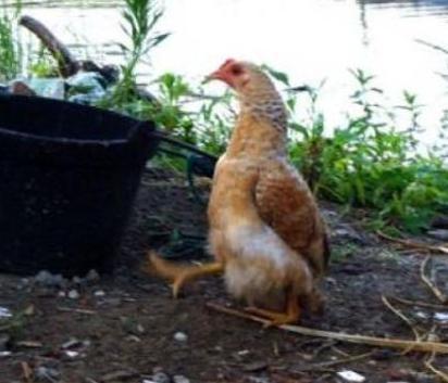 太突然了（世界杯小组赛）塞内加尔对抗加纳比分纪录创造者-首发资讯