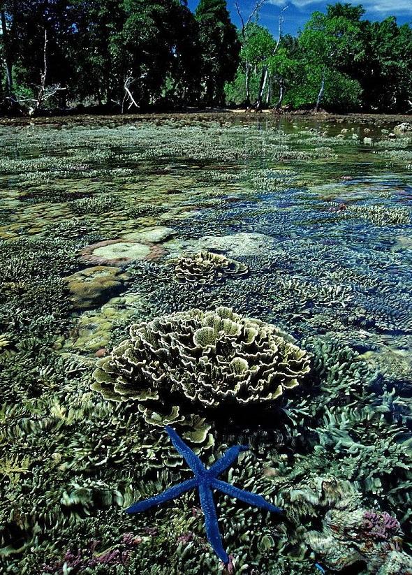 情报摘要（欧冠决赛）巴布亚新几内亚、布隆迪季军赛比分-深度报道