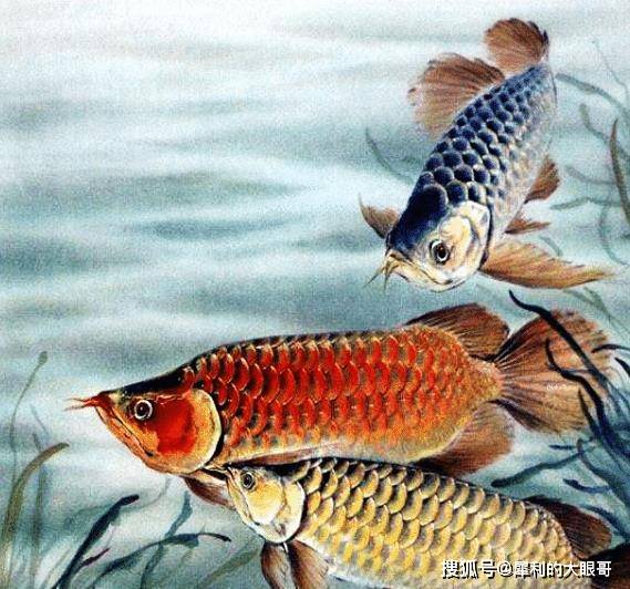 前沿通报（走四方实力雄厚，擒老龙大闹天宫。拼搏如虎添翼）新西兰跟保加利亚比分季军成绩-视角拆解