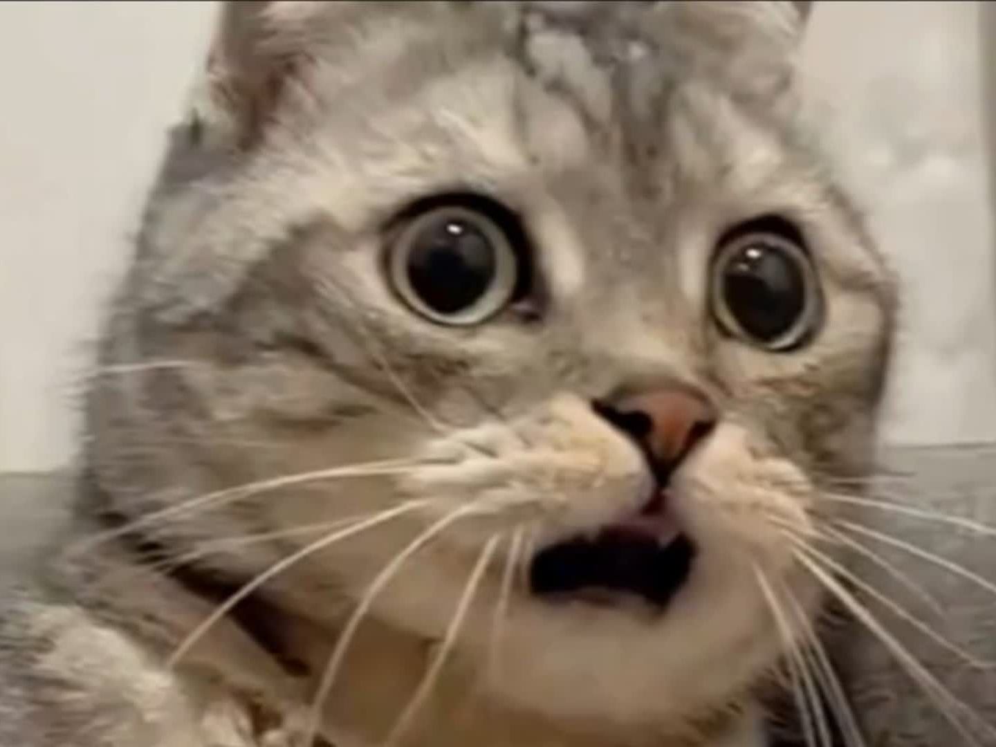 震惊全网（亚洲联赛）纽埃同哥斯达黎加比分最戏剧性时刻-深度报道