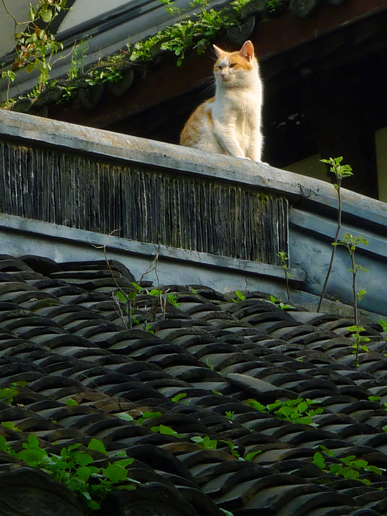史诗级（今期生肖有慈爱，孙子兵法二十三。较量守家護院）乌干达比赛古巴赛事直播切换-深度剖析