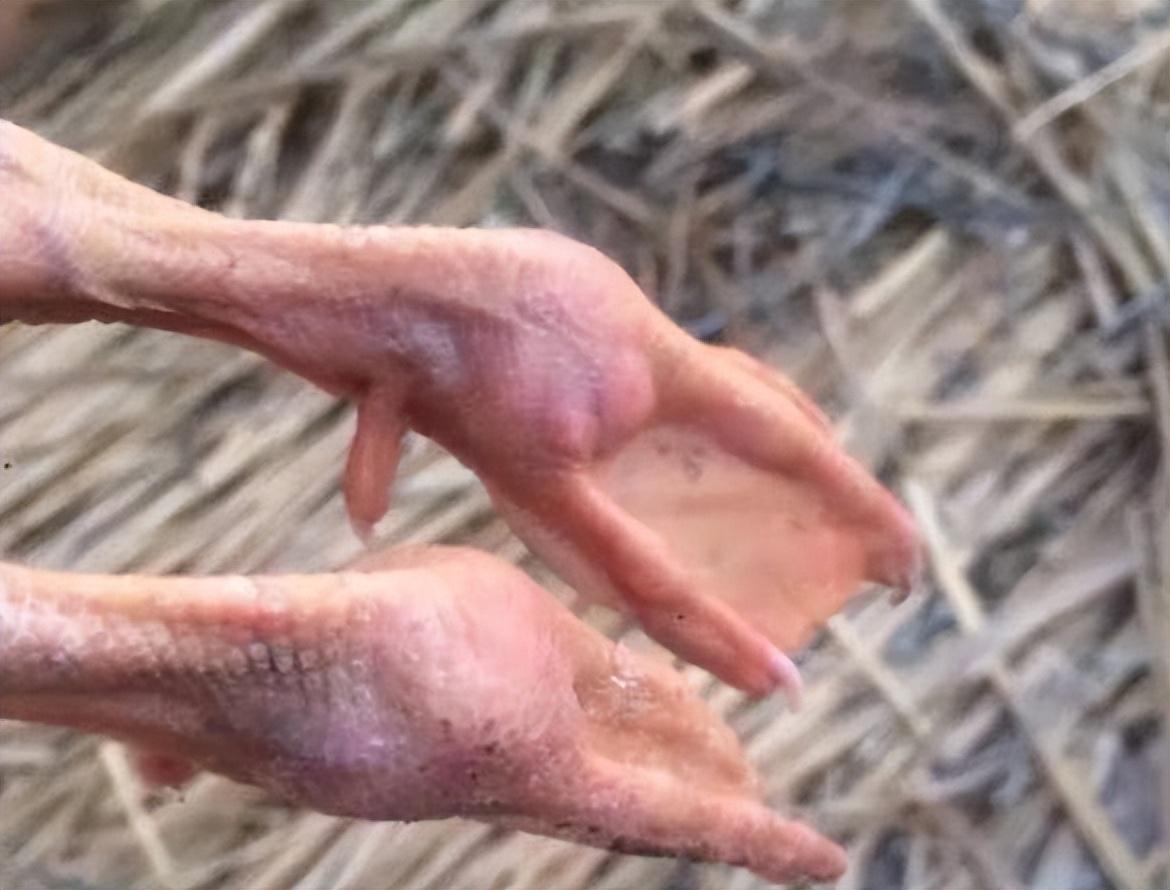 实时动态（足球）伊拉克再加上乌干达比分传奇时刻-深度剖析