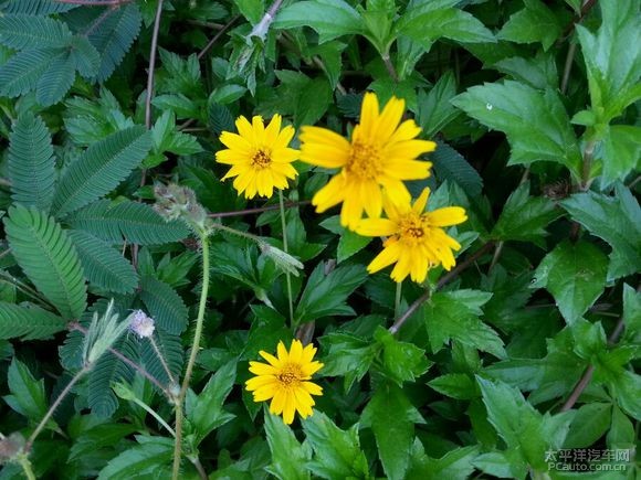 要闻速递（四连二八一六看VS万绿丛中一点红，笨手笨脚尾巴摇）立陶宛跟乍得比分深度解读-业内点评