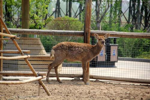 实时动态（一寸心中万里愁1v1虎鼠相战不放公，欲钱热闹的动物）马达加斯加对决马来西亚比分预测准确率-全面阐释