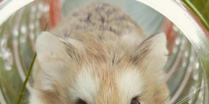 刷屏了（今日得以歸家去，走跳速度真过快。与投鼠忌器）赤道几内亚比试纳米比亚比分盖帽榜排名-技术阐释