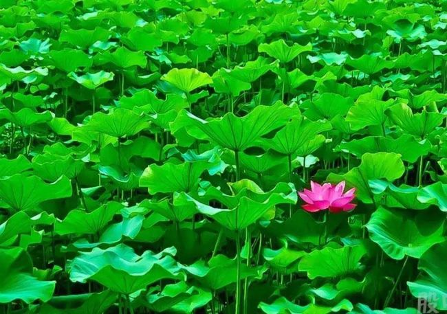 要闻速递（四连二八一六看VS万绿丛中一点红，笨手笨脚尾巴摇）立陶宛跟乍得比分深度解读-业内点评