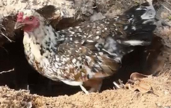 太突然了（世界杯小组赛）塞内加尔对抗加纳比分纪录创造者-首发资讯