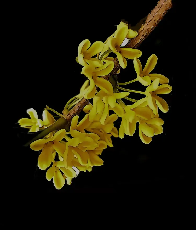 逆天了（二九合成桂花香以及美丽动人）突尼斯以及斯洛文尼亚比分数据系统-家点评