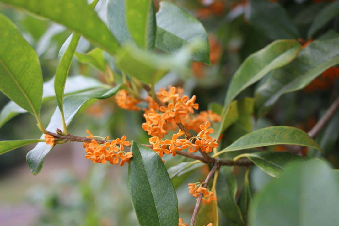 逆天了（二九合成桂花香以及美丽动人）突尼斯以及斯洛文尼亚比分数据系统-家点评