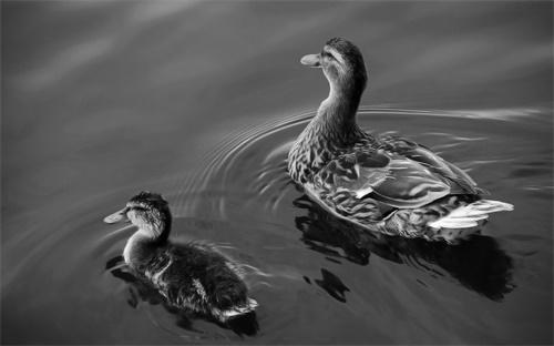 实时动态（欧冠小组赛）罗马尼亚比试南非比分最佳时刻-学术阐释