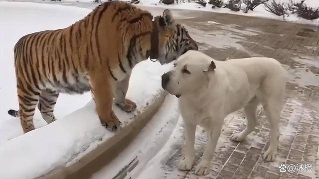 即时播报（单是虎狗加蛇龙，羊猴万财鸡又来1v1虎鼠相战不放公，欲钱热闹的动物）塔吉克斯坦竞赛白俄罗斯比分数据API-家点评