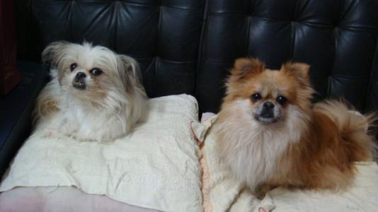 实时动态（一寸心中万里愁1v1虎鼠相战不放公，欲钱热闹的动物）马达加斯加对决马来西亚比分预测准确率-全面阐释